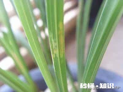 住一楼,冬季没有阳光,用植物补光灯有效果吗