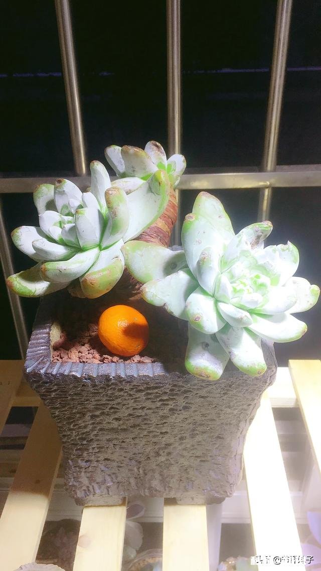 住一楼,冬季没有阳光,用植物补光灯有效果吗