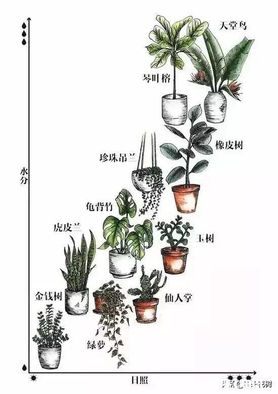 住一楼,冬季没有阳光,用植物补光灯有效果吗