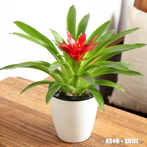 住一楼,冬季没有阳光,用植物补光灯有效果吗