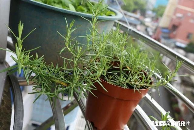 住一楼,冬季没有阳光,用植物补光灯有效果吗