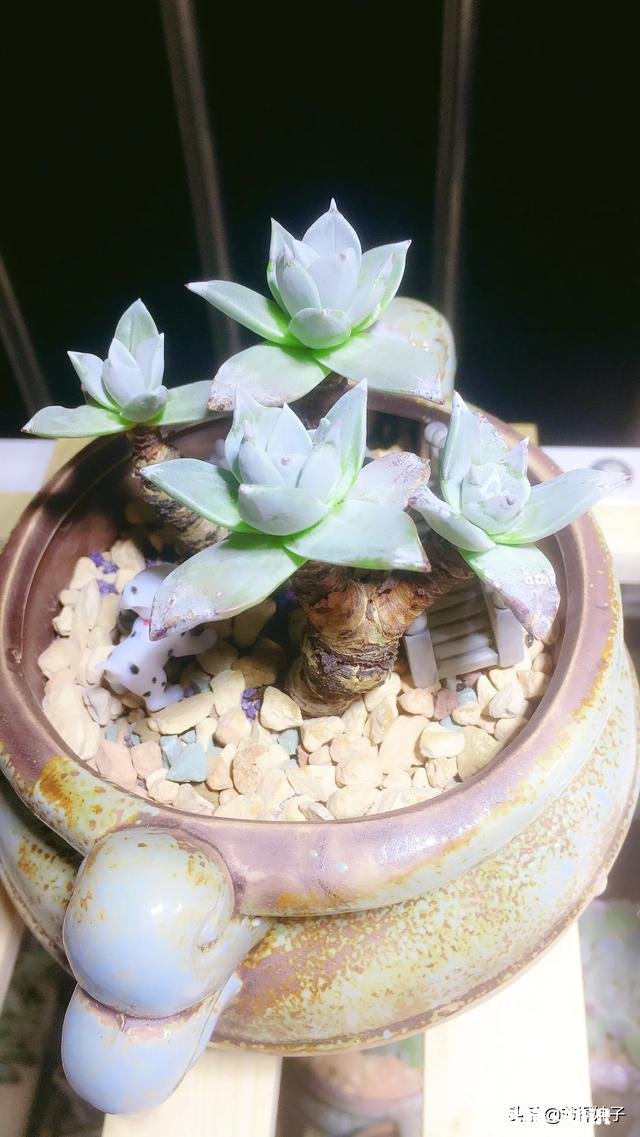 住一楼,冬季没有阳光,用植物补光灯有效果吗