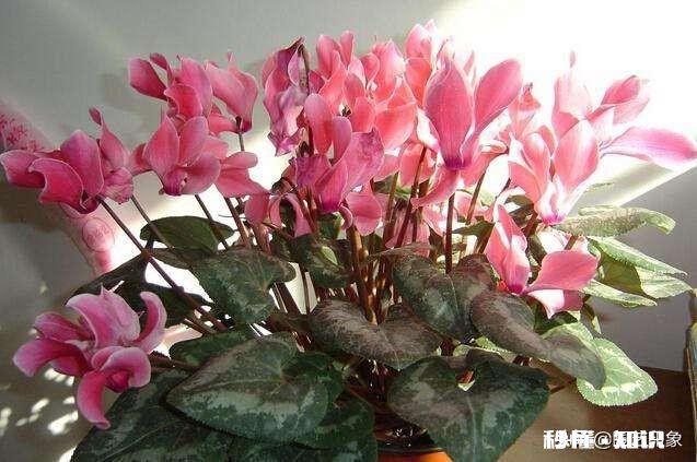 住一楼,冬季没有阳光,用植物补光灯有效果吗