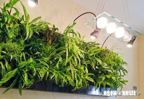 住一楼,冬季没有阳光,用植物补光灯有效果吗