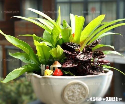 住一楼,冬季没有阳光,用植物补光灯有效果吗