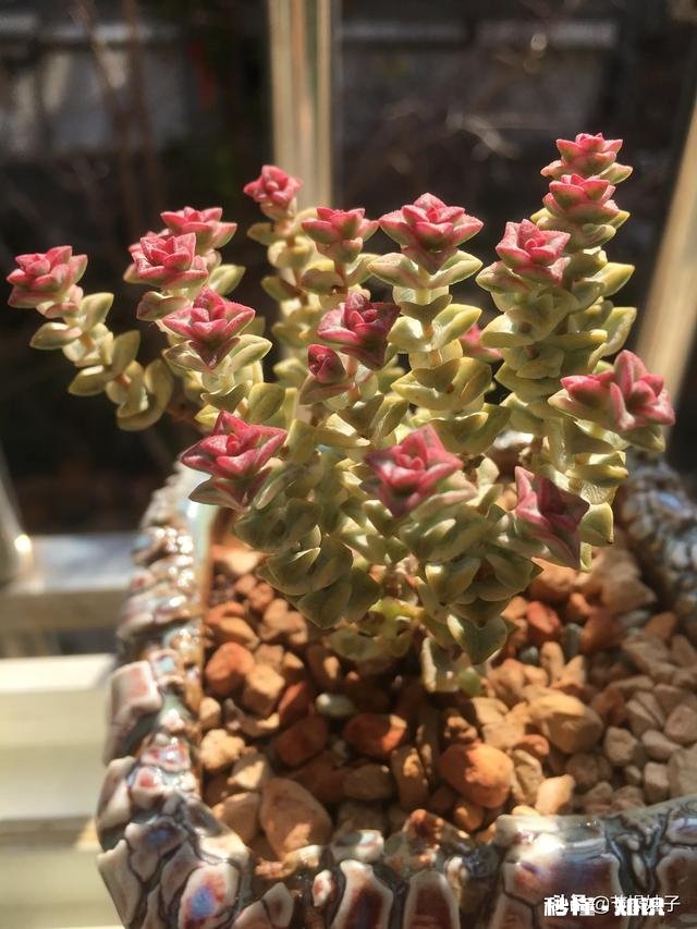 住一楼,冬季没有阳光,用植物补光灯有效果吗