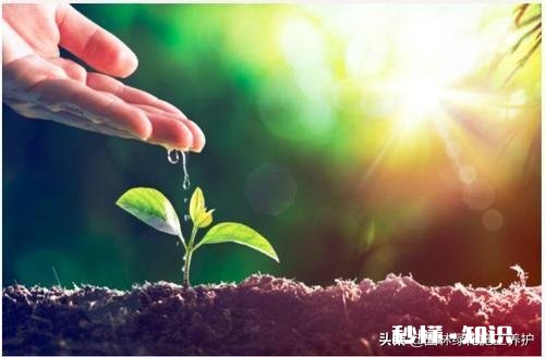 住一楼,冬季没有阳光,用植物补光灯有效果吗