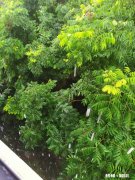 领证了，男朋友让我减肥成功后再办酒席，我还嫁吗