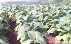 2020年种植烟叶，经济效益会如何呢