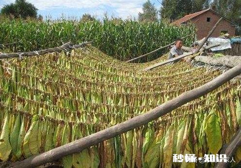 2020年种植烟叶，经济效益会如何呢