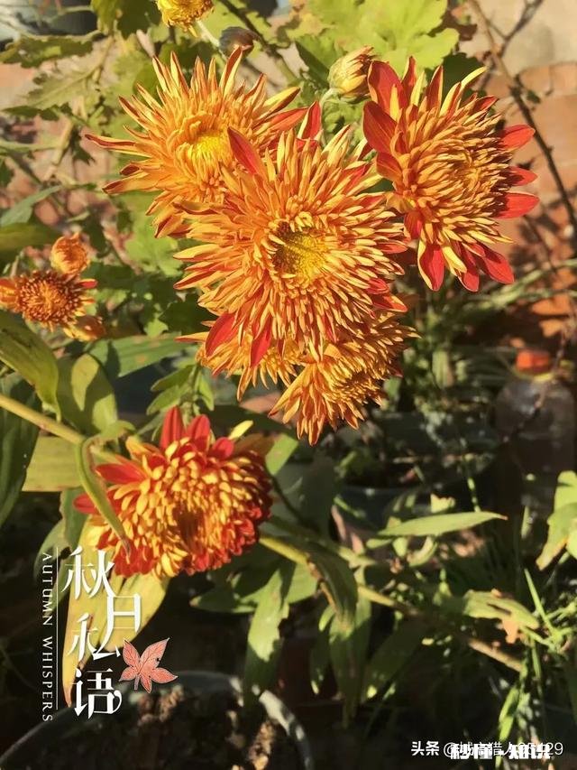 菊花套盆什么时该离地最合适