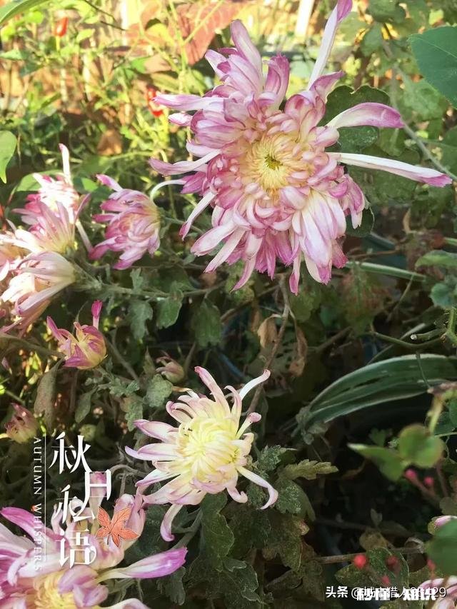 菊花套盆什么时该离地最合适