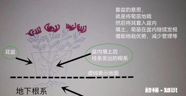 菊花套盆什么时该离地最合适