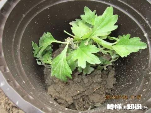 菊花套盆什么时该离地最合适