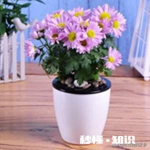 菊花套盆什么时该离地最合适