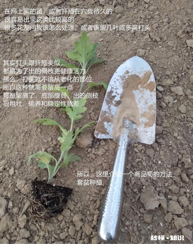 菊花套盆什么时该离地最合适