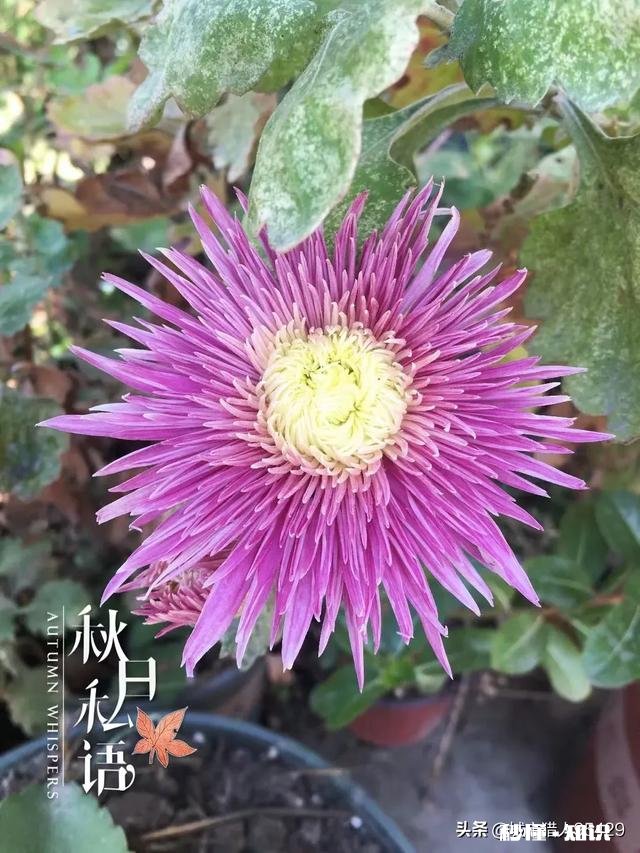 菊花套盆什么时该离地最合适