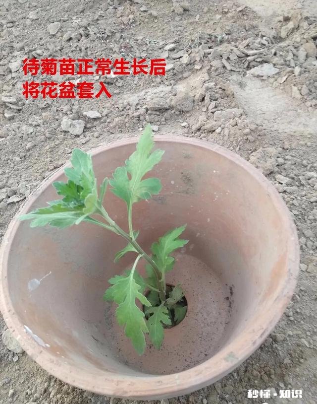 菊花套盆什么时该离地最合适
