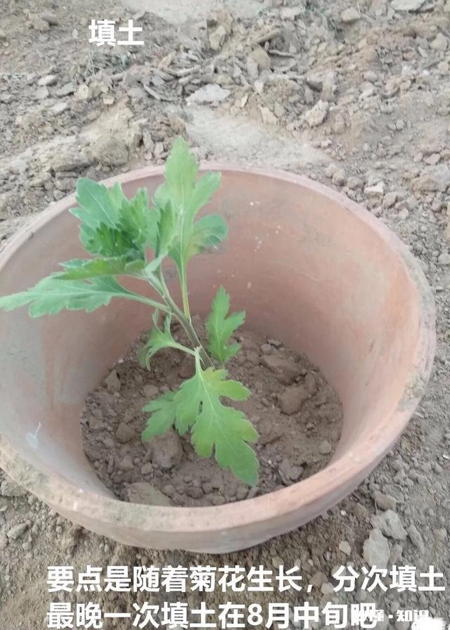 菊花套盆什么时该离地最合适