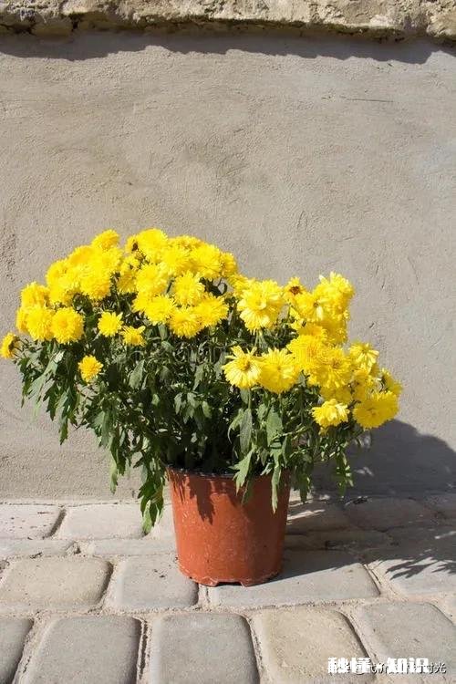 菊花套盆什么时该离地最合适