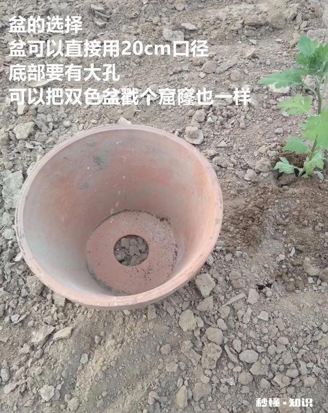 菊花套盆什么时该离地最合适