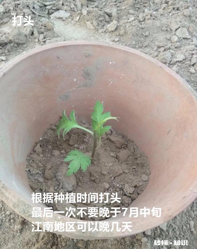 菊花套盆什么时该离地最合适