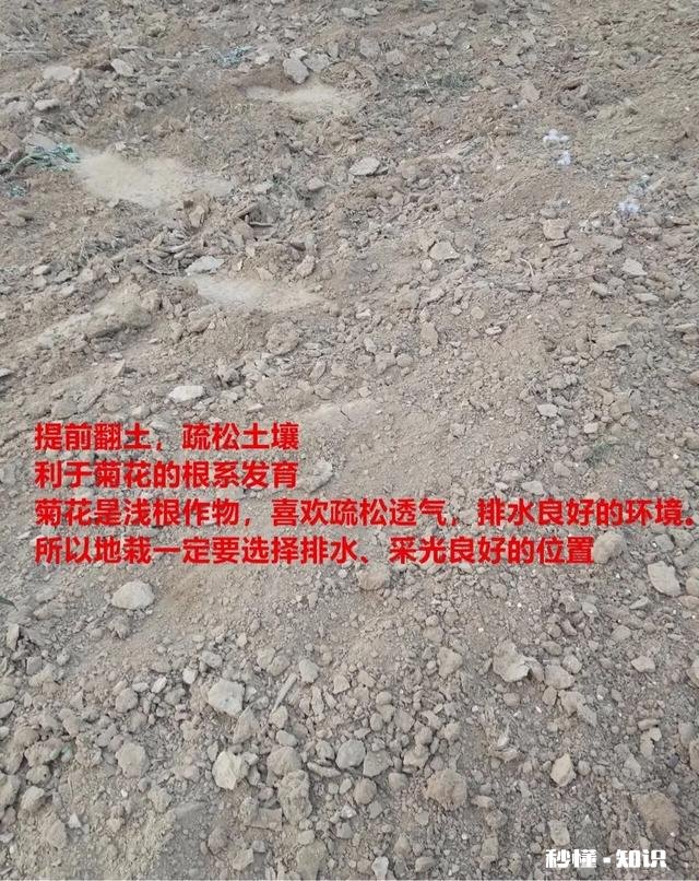 菊花套盆什么时该离地最合适