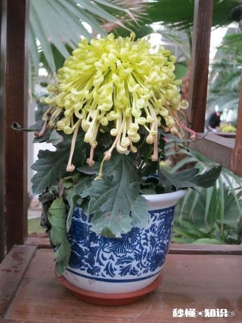 菊花套盆什么时该离地最合适