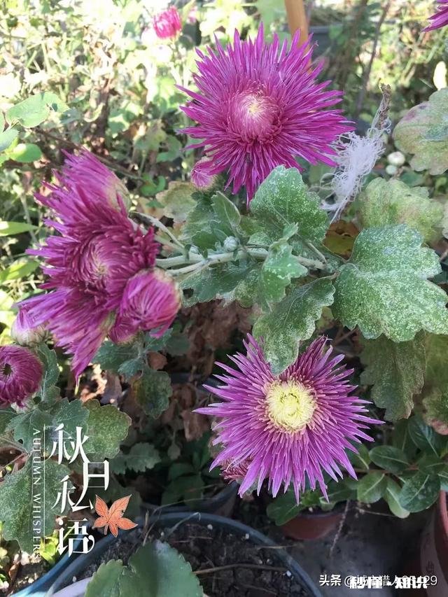 菊花套盆什么时该离地最合适