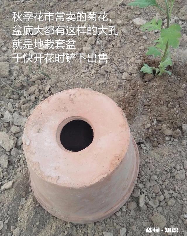 菊花套盆什么时该离地最合适