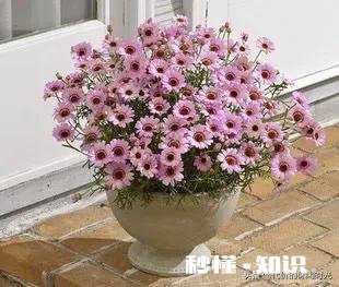 菊花套盆什么时该离地最合适