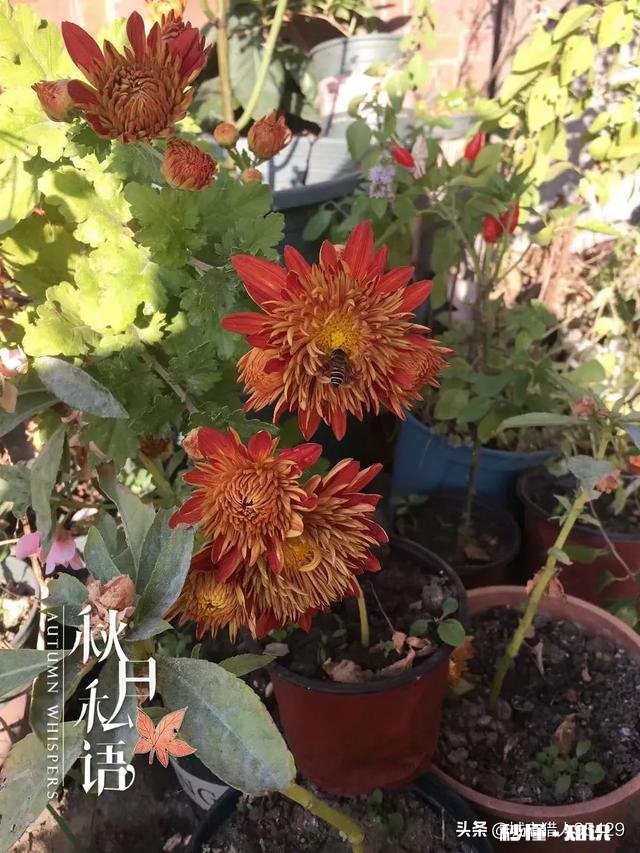 菊花套盆什么时该离地最合适