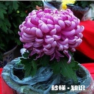 菊花套盆什么时该离地最合适