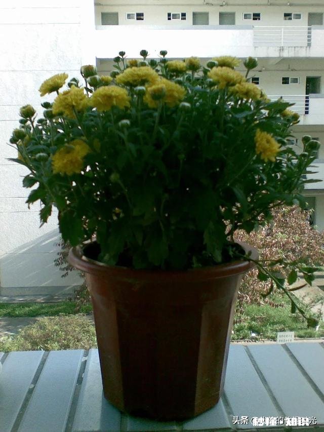 菊花套盆什么时该离地最合适