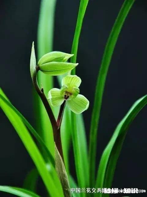 求救:内心如何斩断亲人关系