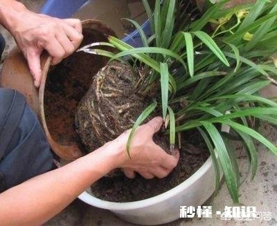 换花盆的土需要晒太阳吗