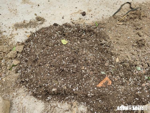 换花盆的土需要晒太阳吗