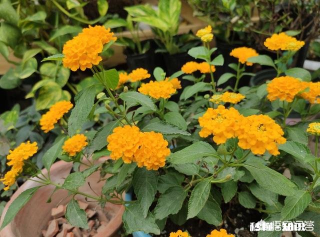 换花盆的土需要晒太阳吗