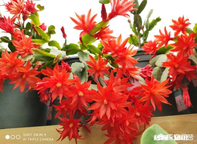 换花盆的土需要晒太阳吗