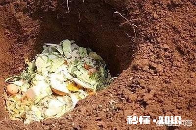 换花盆的土需要晒太阳吗