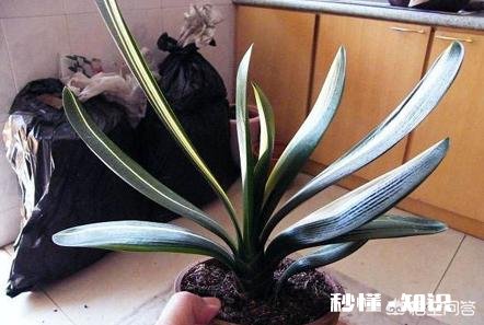 换花盆的土需要晒太阳吗