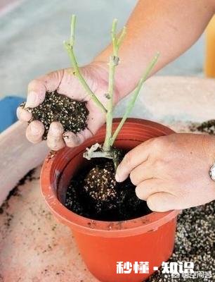 换花盆的土需要晒太阳吗