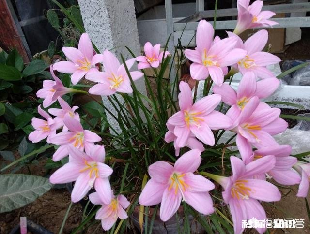 换花盆的土需要晒太阳吗
