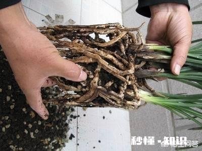 换花盆的土需要晒太阳吗