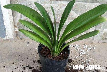 换花盆的土需要晒太阳吗