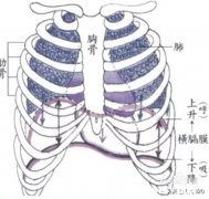 唱歌是否要收缩腹部