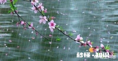 月季花浇了营养液后还需要马上浇水吗
