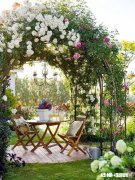 月季花浇了营养液后还需要马上浇水吗