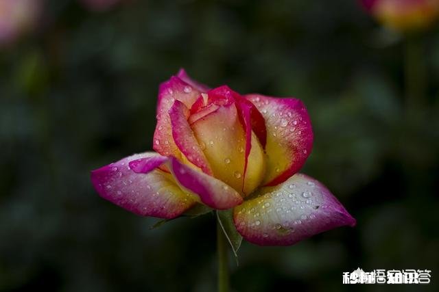 月季花浇了营养液后还需要马上浇水吗