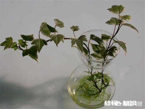 月季花浇了营养液后还需要马上浇水吗